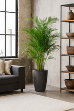 Load image into Gallery viewer, Areca Palm - Ø27cm - ↕180cm