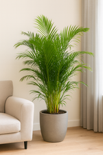 Load image into Gallery viewer, Areca Palm - Ø30cm - ↕150cm
