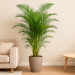 Load image into Gallery viewer, Areca Palm - Ø40cm - ↕200cm