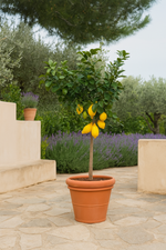 Load image into Gallery viewer, Citrus Lemon - Citroenboom - 150 cm - Ø24cm