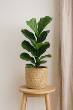 Load image into Gallery viewer, Ficus Lyrata - Ø17cm - ↕75cm