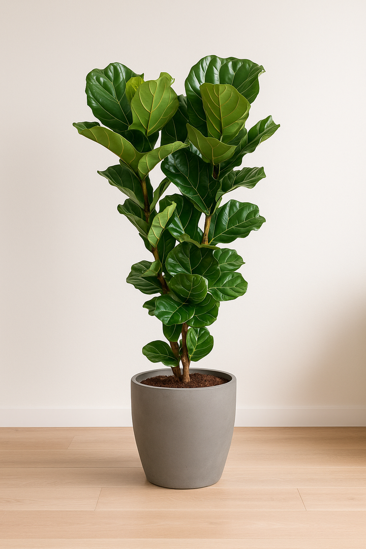 Ficus Lyrata - Ø27cm - ↕100cm
