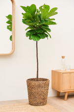 Load image into Gallery viewer, Ficus Lyrata stam - Ø24cm - ↕130cm