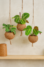 Load image into Gallery viewer, Kokodama Maranta Mix - 3 stuks - Ø15cm - ↕20cm