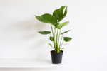 Load image into Gallery viewer, Monstera Deliciosa - Ø17cm - ↕60cm