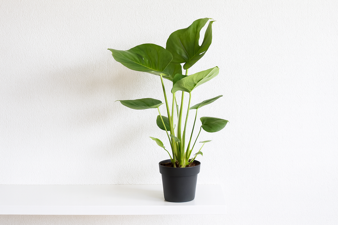 Monstera Deliciosa - Ø17cm - ↕60cm