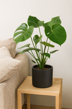 Load image into Gallery viewer, Monstera Deliciosa P21 - Ø21cm - ↕60cm