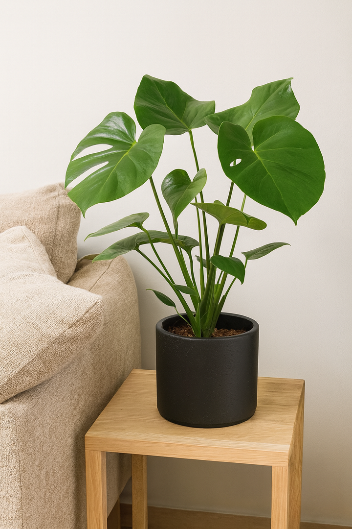 Monstera Deliciosa P21 - Ø21cm - ↕60cm