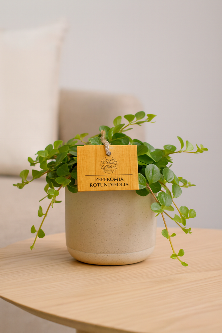 Peperomia Rotundifolia - Ø11cm - ↕15cm