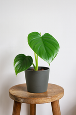 Load image into Gallery viewer, Philodendron Pittieri - Ø12cm - ↕30cm