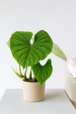 Load image into Gallery viewer, Philodendron Plowmanii - Ø15cm - ↕50cm
