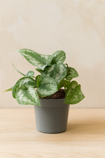 Load image into Gallery viewer, Philodendron Scandens Pictus Trebie - Ø12cm - ↕22cm