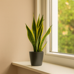 Load image into Gallery viewer, Sansevieria Futura Superba - Ø14cm - ↕45cm