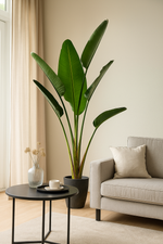Load image into Gallery viewer, Strelitzia Augusta - 220cm - ⌀30