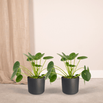 Load image into Gallery viewer, 2x Pilea Peperomiodes - Pannekoekenplant - 20cm - ø12