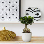 Load image into Gallery viewer, Ficus Microcarpa Ginseng - 50 cm - Ø25cm