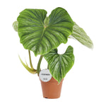 Load image into Gallery viewer, Philodendron Plowmanii - Ø15cm - ↕50cm