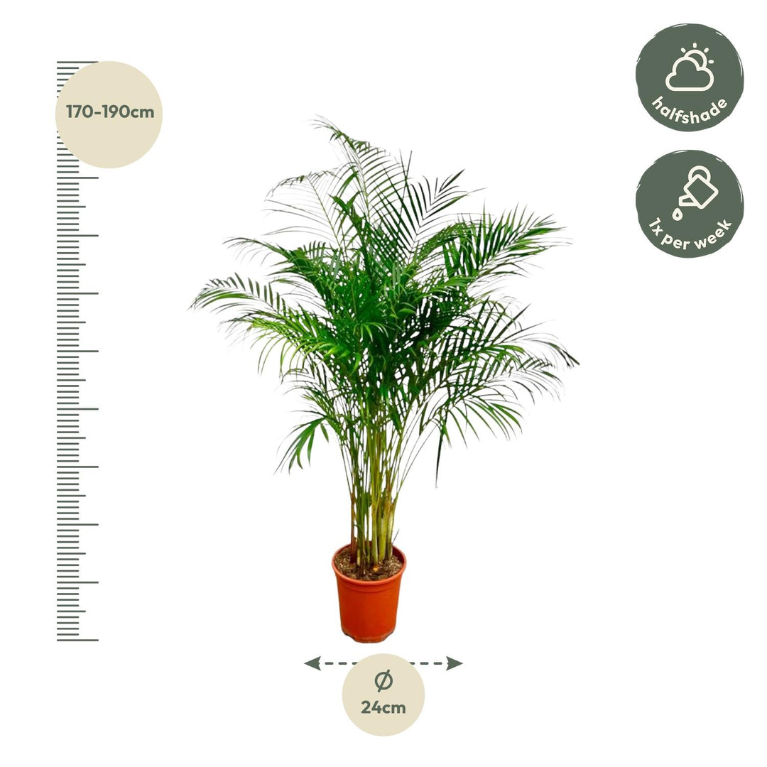 Areca Palm - Ø27cm - ↕180cm