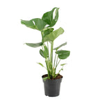 Load image into Gallery viewer, Monstera Deliciosa - Ø17cm - ↕60cm