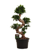 Load image into Gallery viewer, Ficus Microcarpa Ginseng - 80 cm - Ø27cm
