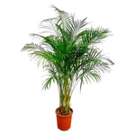 Load image into Gallery viewer, Areca Palm - Ø27cm - ↕180cm