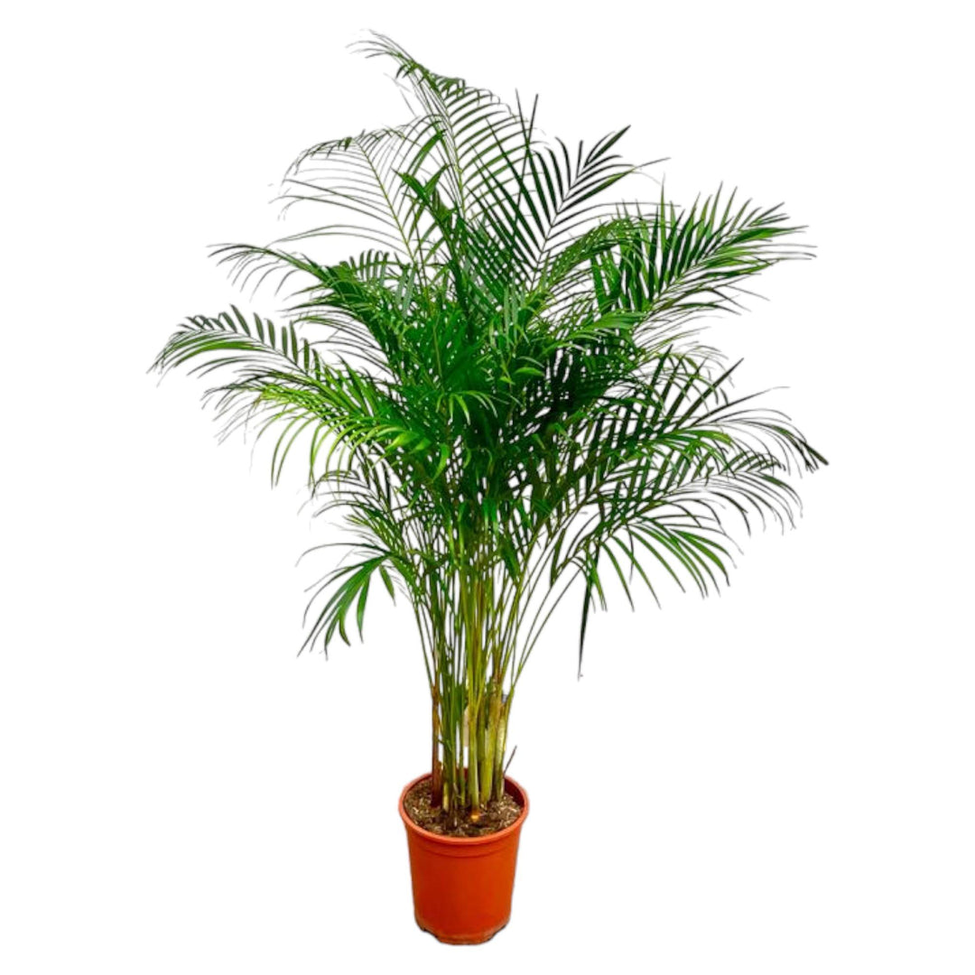 Areca Palm - Ø27cm - ↕180cm