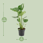 Load image into Gallery viewer, Monstera Deliciosa - Ø17cm - ↕60cm
