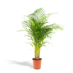 Load image into Gallery viewer, Areca palm - Ø21cm - ↕130cm