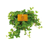 Load image into Gallery viewer, Peperomia Rotundifolia - Ø11cm - ↕15cm