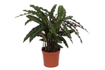 Load image into Gallery viewer, Calathea Elgergrass - 35 cm - Ø12cm