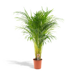 Load image into Gallery viewer, Areca palm - Ø21cm - ↕110cm