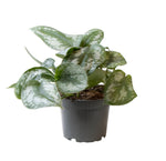 Load image into Gallery viewer, Philodendron Scandens Pictus Trebie - Ø12cm - ↕22cm
