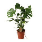 Load image into Gallery viewer, Monstera Deliciosa P21 - Ø21cm - ↕60cm