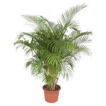 Load image into Gallery viewer, Areca Palm - Ø40cm - ↕200cm