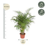 Load image into Gallery viewer, Areca Palm - Ø40cm - ↕200cm