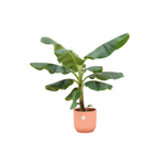 Load image into Gallery viewer, Bananenplant (Musa) inclusief elho Vibes Fold Round roze Ø22 - 100 cm
