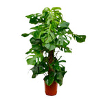 Load image into Gallery viewer, Monstera Deliciosa XXL - Ø27cm - ↕150cm
