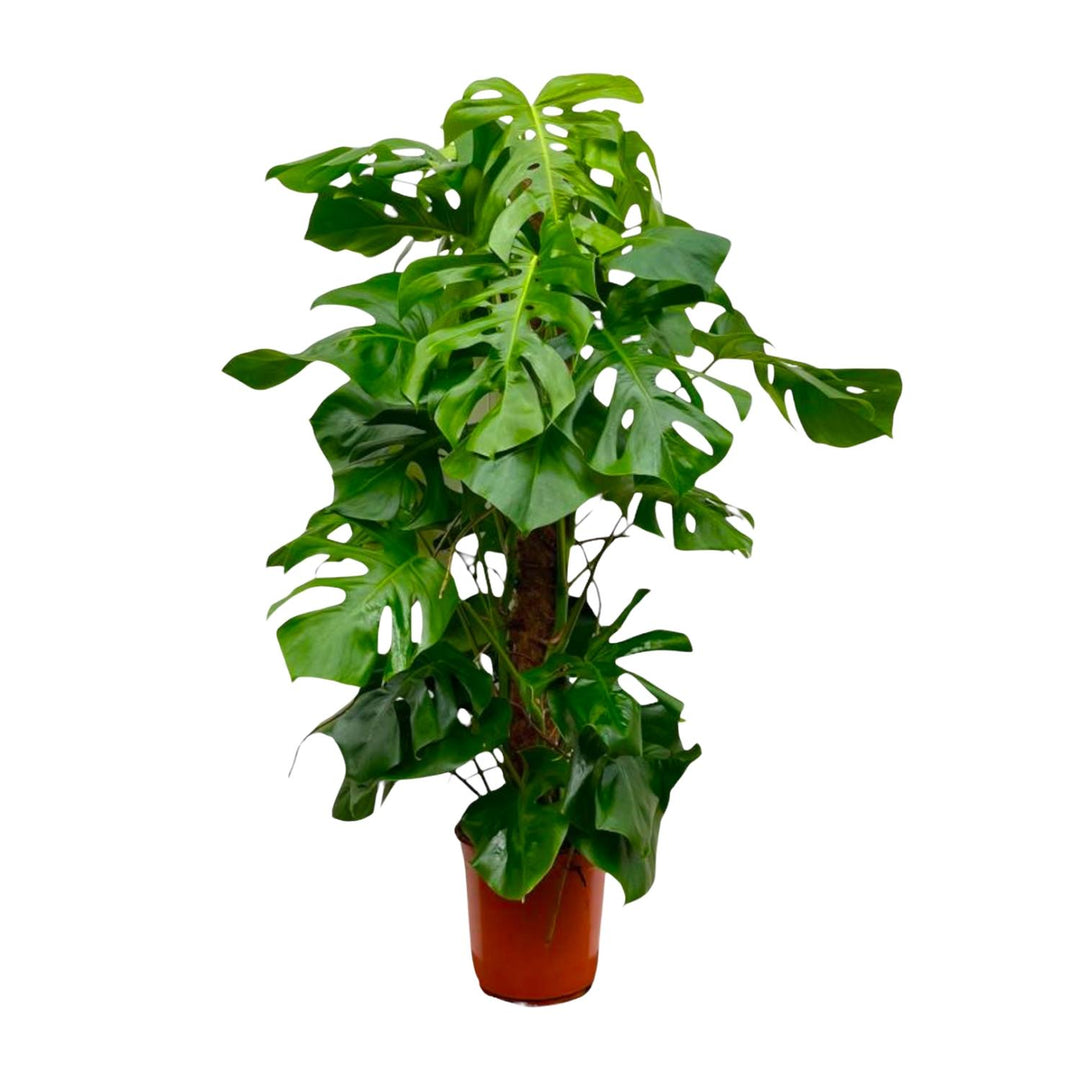 Monstera Deliciosa XXL - Ø27cm - ↕150cm