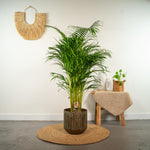 Load image into Gallery viewer, Areca palm - Ø21cm - ↕130cm
