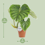 Load image into Gallery viewer, Philodendron Plowmanii - Ø15cm - ↕50cm