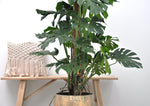 Load image into Gallery viewer, Monstera Deliciosa XXL - Ø27cm - ↕150cm