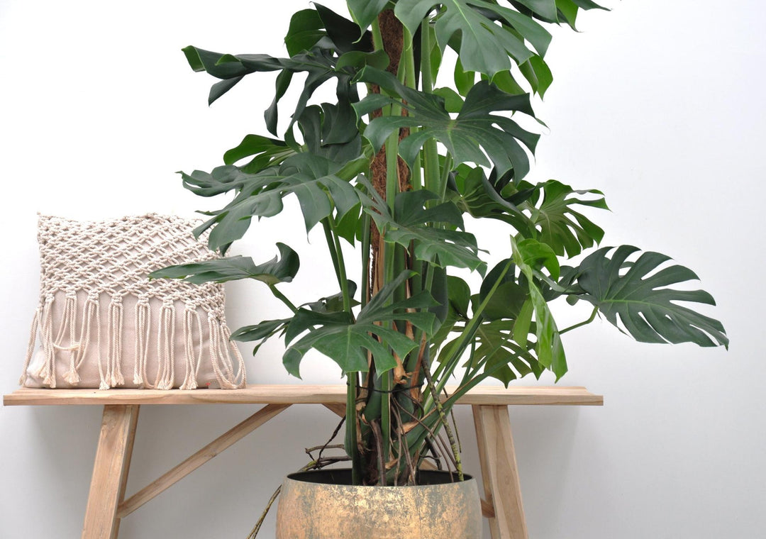 Monstera Deliciosa XXL - Ø27cm - ↕150cm