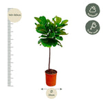 Load image into Gallery viewer, Ficus Lyrata stam - Ø24cm - ↕130cm
