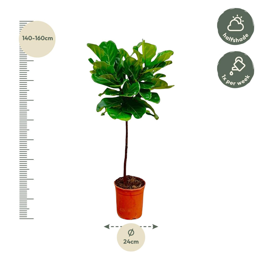 Ficus Lyrata stam - Ø24cm - ↕130cm