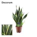 Load image into Gallery viewer, Sansevieria Futura Superba - Ø14cm - ↕45cm