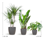 Load image into Gallery viewer, Schaduw Plantenbox - medium - met vibers pot grijs