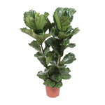 Load image into Gallery viewer, Ficus Lyrata - Ø27cm - ↕100cm