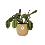 Load image into Gallery viewer, Maranta Leuconeura ‘Fascinator’ Tricolor incl. ELHO Vibes Fold 14cm geel