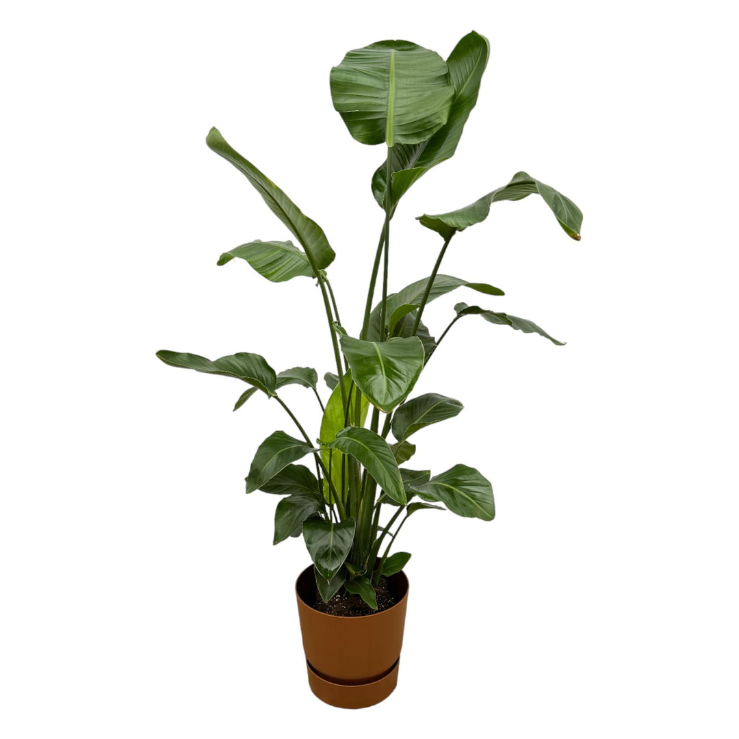 Strelitzia Nicolai - Ø17cm - ↕70-90cm