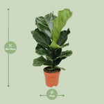 Load image into Gallery viewer, Ficus Lyrata - Ø17cm - ↕75cm